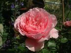 Rosier Mecklenburg